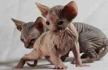 Бесшерстные домашние кошки