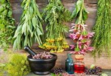 Лекарственные травы. Заготовка в июле-августе