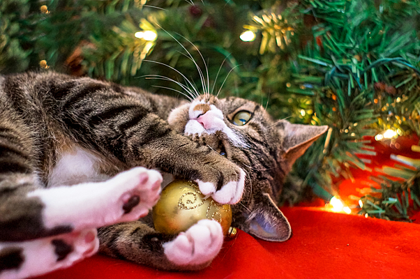 
Как уберечь новогоднюю елку от котов: шесть советов                