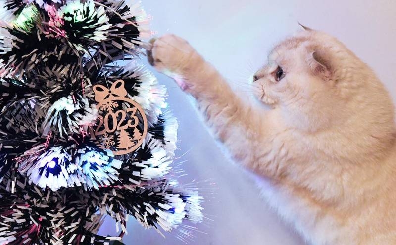 
Как уберечь новогоднюю елку от котов: шесть советов                