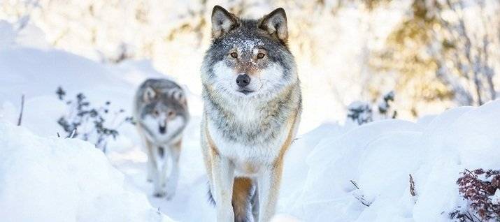
Праздник Юрьев день 9 декабря: почему на Руси избегали встречи с волками и не ходили на охоту в лес                