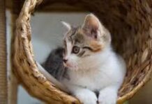 Мы ошибаемся: люди не способны понимать кошек