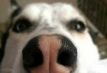 Разгадана загадка холодных носов у собак