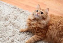 Избавиться от шерсти питомцев поможет пищевая сода