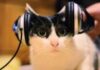 Американские ученые выяснили, какая музыка снижает стресс у кошек