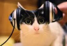 Американские ученые выяснили, какая музыка снижает стресс у кошек