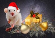 Что нельзя готовить на новый год Крысы