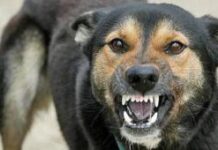 Что делать, если укусила собака