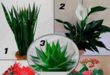 4 лучших растения для детской спальни