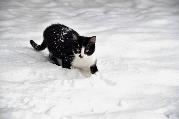 
Почему на Ермилов день 26 января на Руси уделяли особое внимание кошкам                