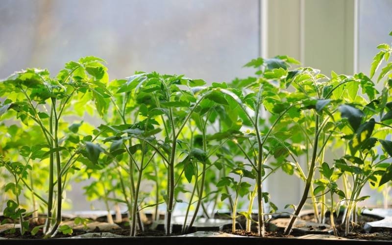 
Секреты успешного посева рассады томатов, огурцов и перца в январе, феврале, марте и апреле 2024 года                
