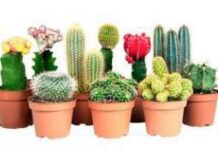 Правила пересадки кактусов и суккулентов