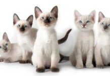 Аллергия: как быть с домашним питомцем