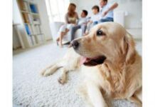 Какая польза от собаки для гармоничного психологического состояния ребёнка