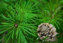 Хвойная древесина: здоровый материал для строительства дома