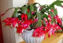 Цветок декабрист: правила ухода в домашних условиях