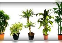 Названы три самых ядовитых комнатных растения