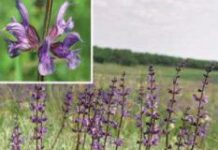 Шалфей для прекращения лактации