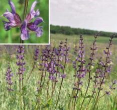 Шалфей для прекращения лактации