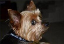 Какие продукты нельзя давать собакам