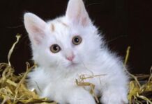 Как ужиться с кошкой, если у вас аллергия