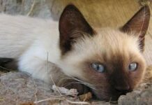 Интересные факты о домашних любимцах