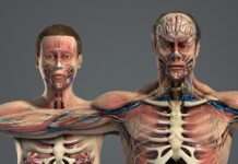 Что нужно знать о топографической анатомии человека