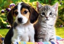 Язык тела животных