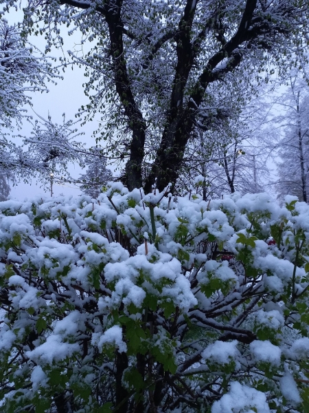 В ряде городов Челябинской области 4 мая выпал снег