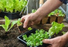 Как выбрать рассаду: простой план для горожан и дачников