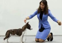 Искусство хендлинга: как представить собаку на выставке и не растеряться