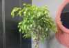 Фикус: всё, что нужно знать о популярном комнатном растении