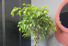 Фикус: всё, что нужно знать о популярном комнатном растении