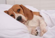 Что означает «кружок перед сном» у собак