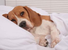 Что означает «кружок перед сном» у собак