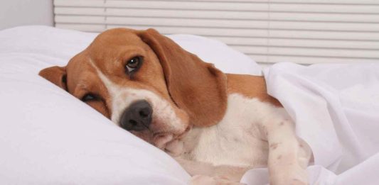 Что означает «кружок перед сном» у собак