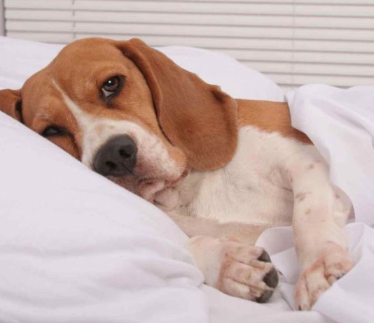 Что означает «кружок перед сном» у собак