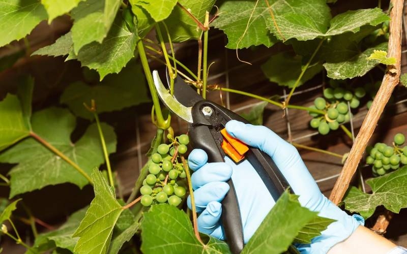 
Чем подкормить виноград в июне-июле в Подмосковье: способы увеличения урожайности                